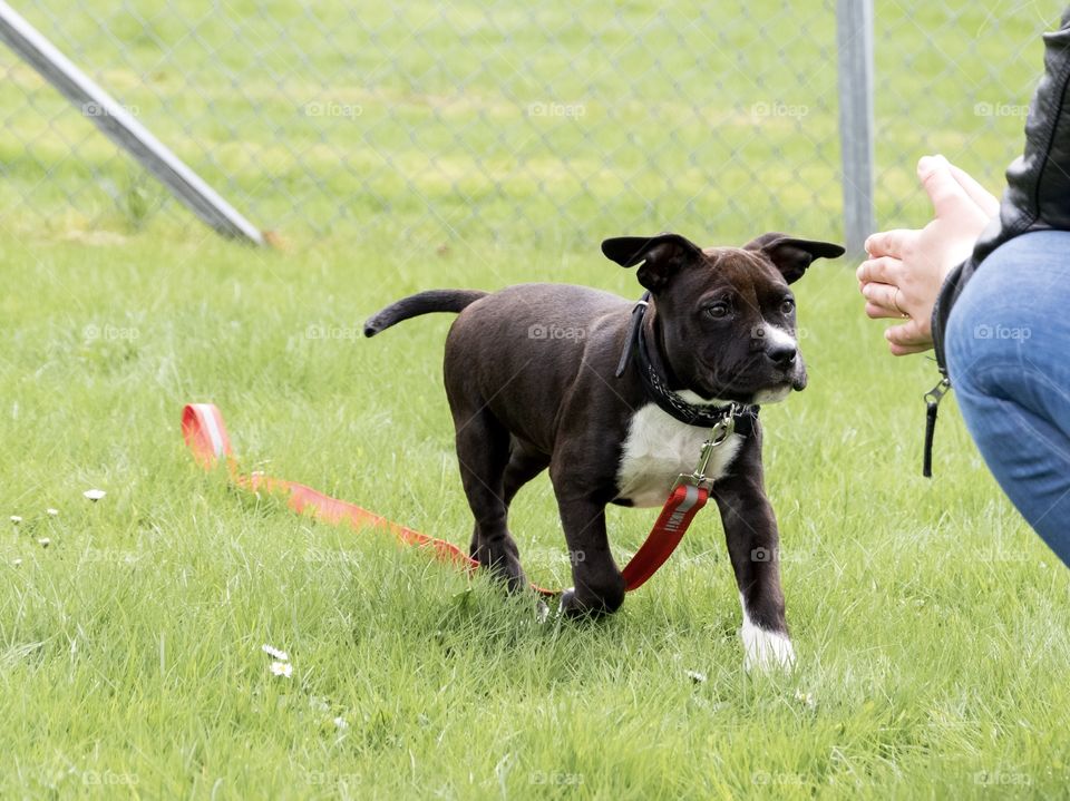 Spring walk with a little puppy 