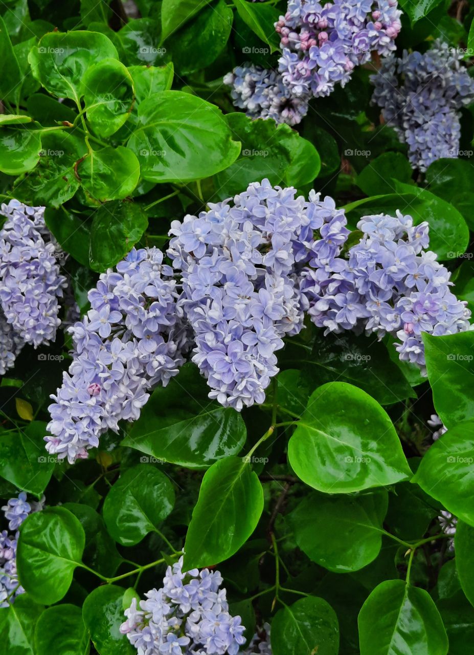 green leaves and blue flowers of liliac