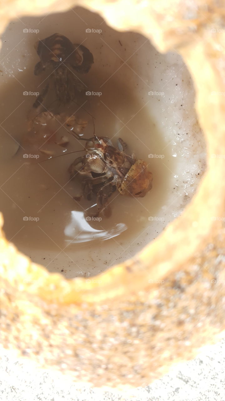 coconut hermit crabs