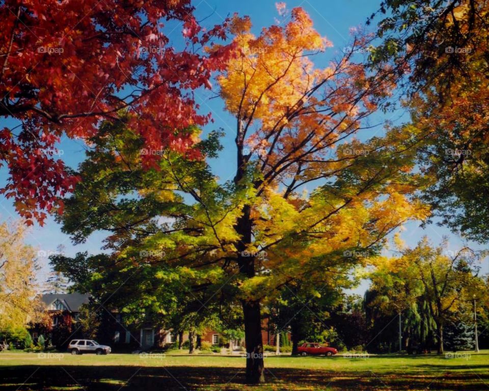 All the shades of fall