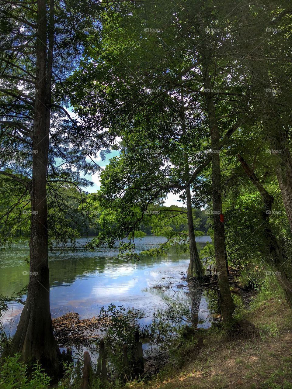 Lake Trees