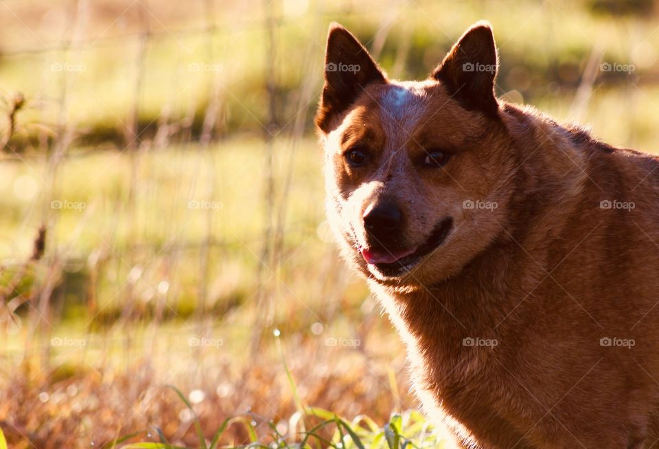 An Australian Cattle Dog / Red Heeler exploring in a field in autumn
