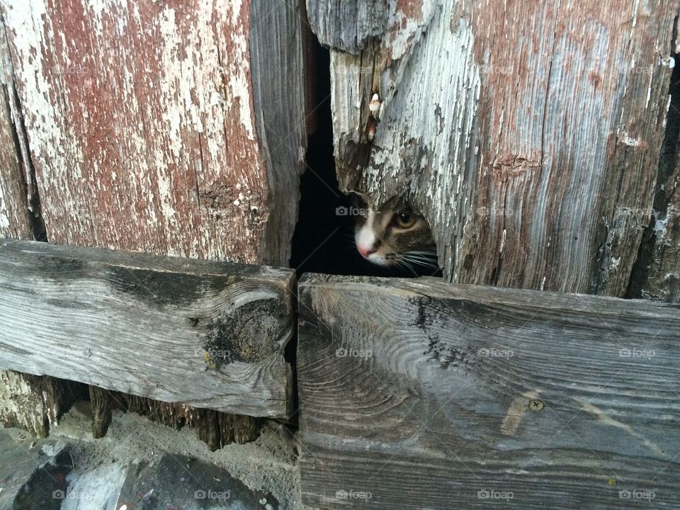 Close-up of cat near damaged wood