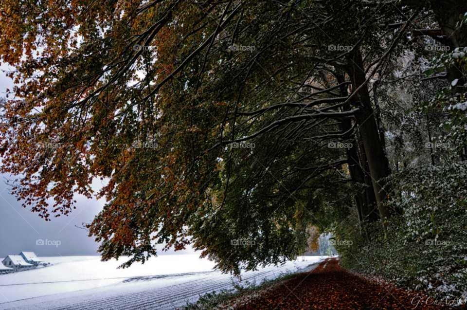 snow winter landscape nature by gaguling