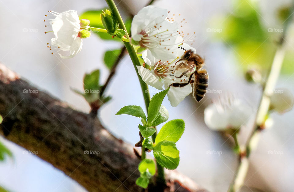 Celebrating spring