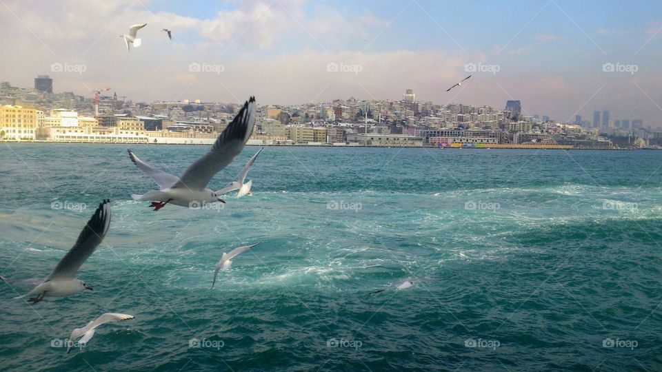 Sea town🕊️🌊 Flight🕊️🌊 Seagulls🕊️🌊