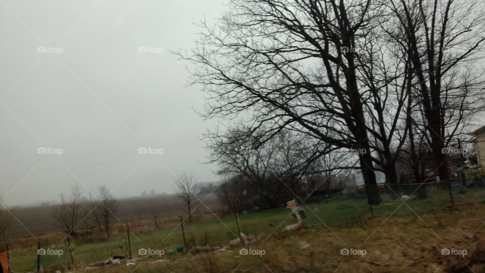 Tree, Landscape, Environment, Wood, Weather