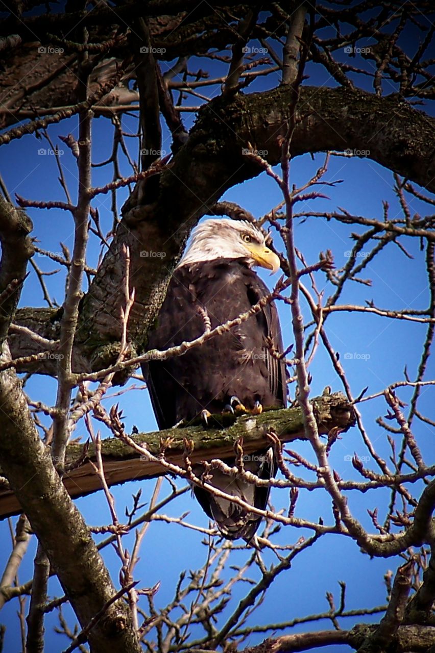 American Bald Eagle