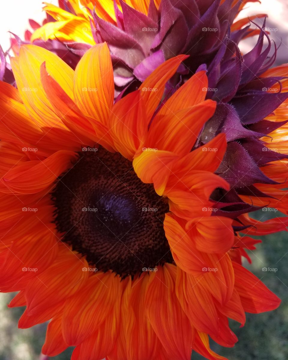 autumn sun in the summer