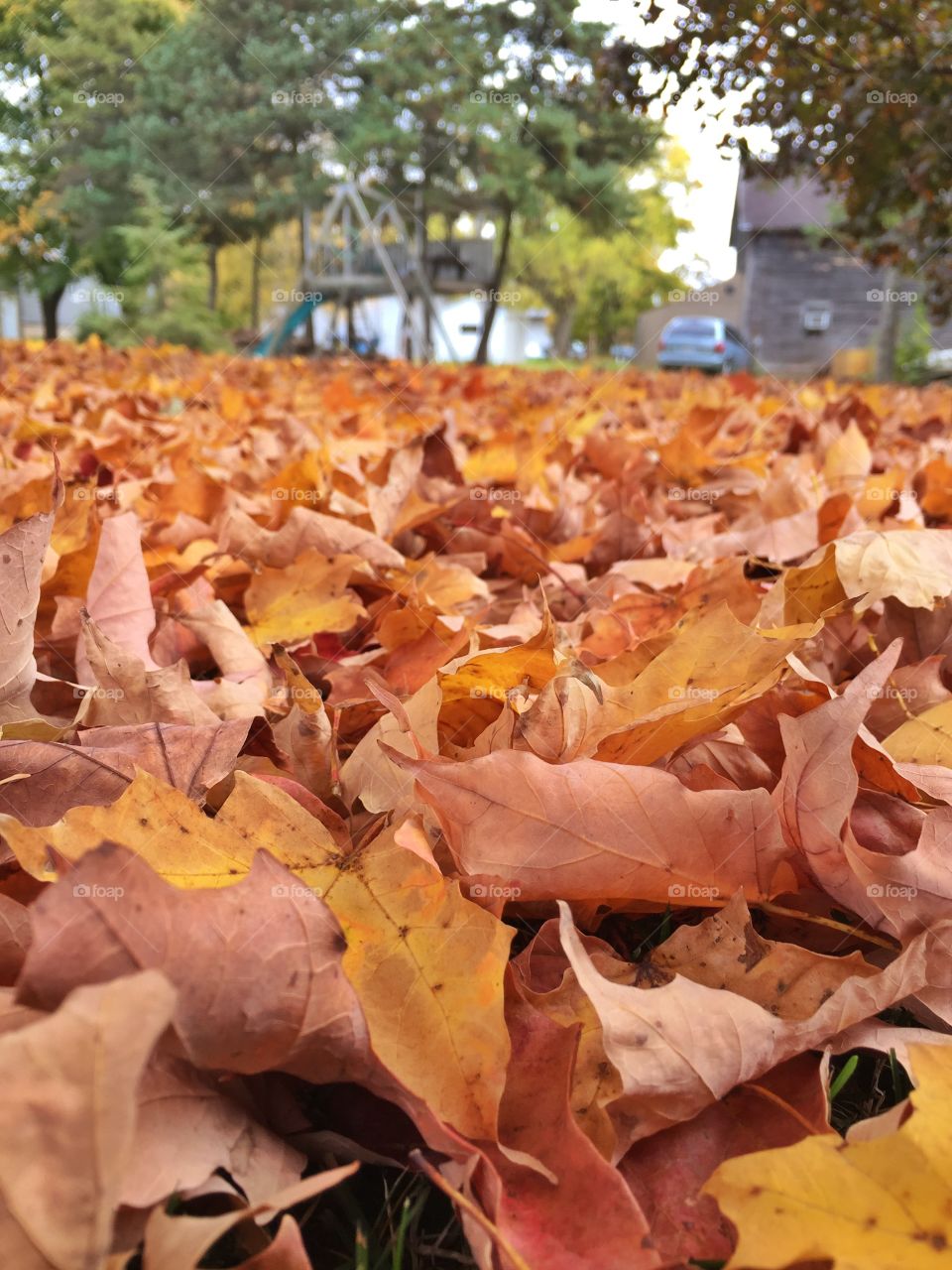 Crunchy leaves. Enjoying the fall weather 