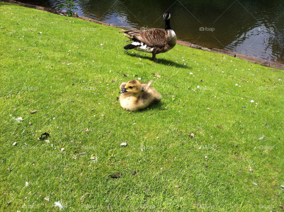 pond park bird cute by Nikita80
