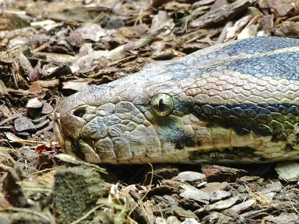 The beauty of the animal world