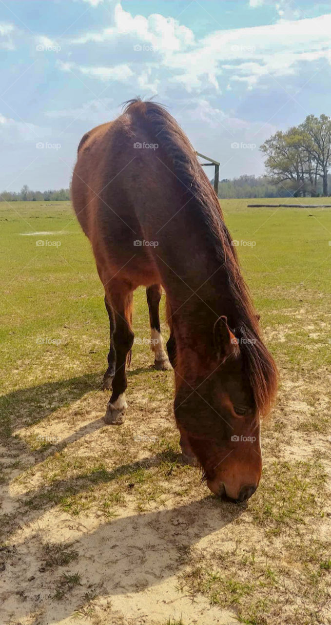 Horse Cacao