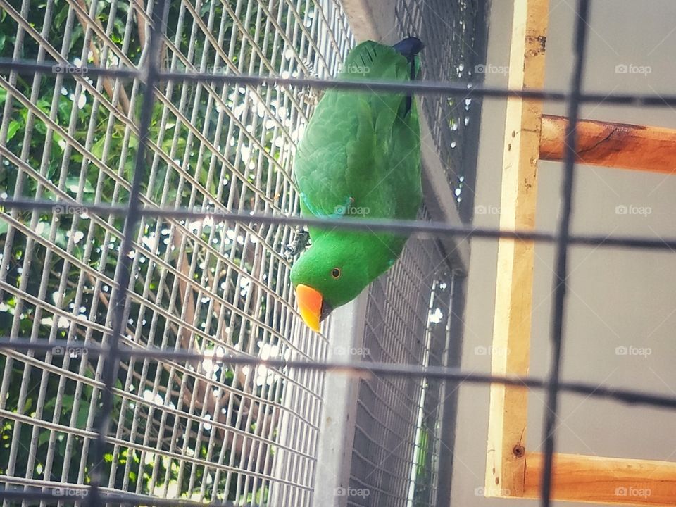 Bird - Nehru Zoological Park