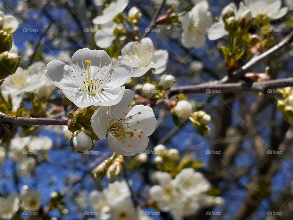 Cherry blossoms in spring in the garden