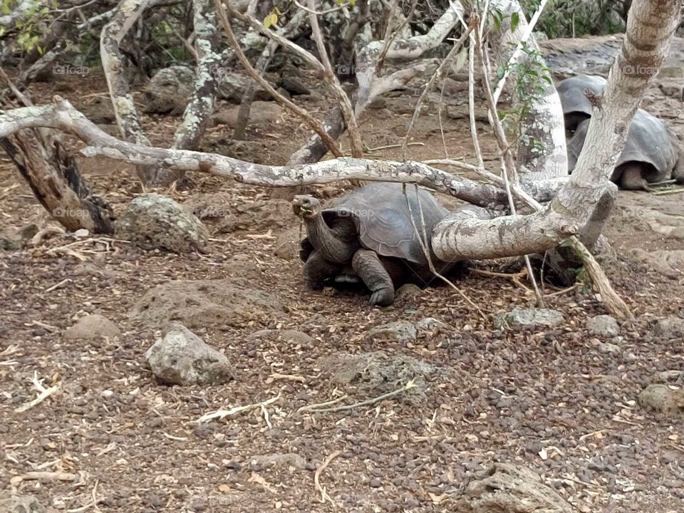 San Cristobal Tortuga