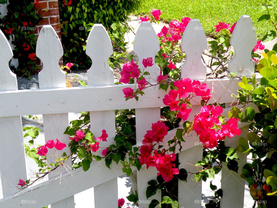 Flowered Fence. White picket fence with red flowered Vines