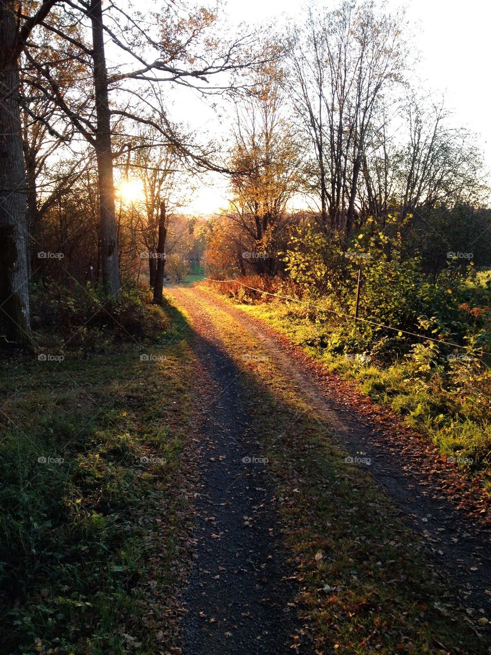 Swedish autumn forrest