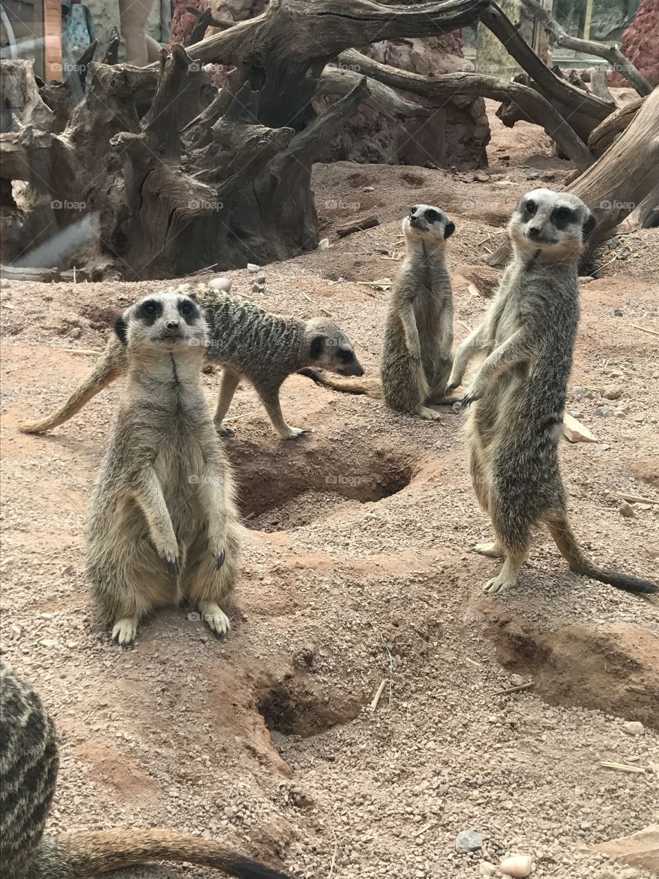 A group of meercat