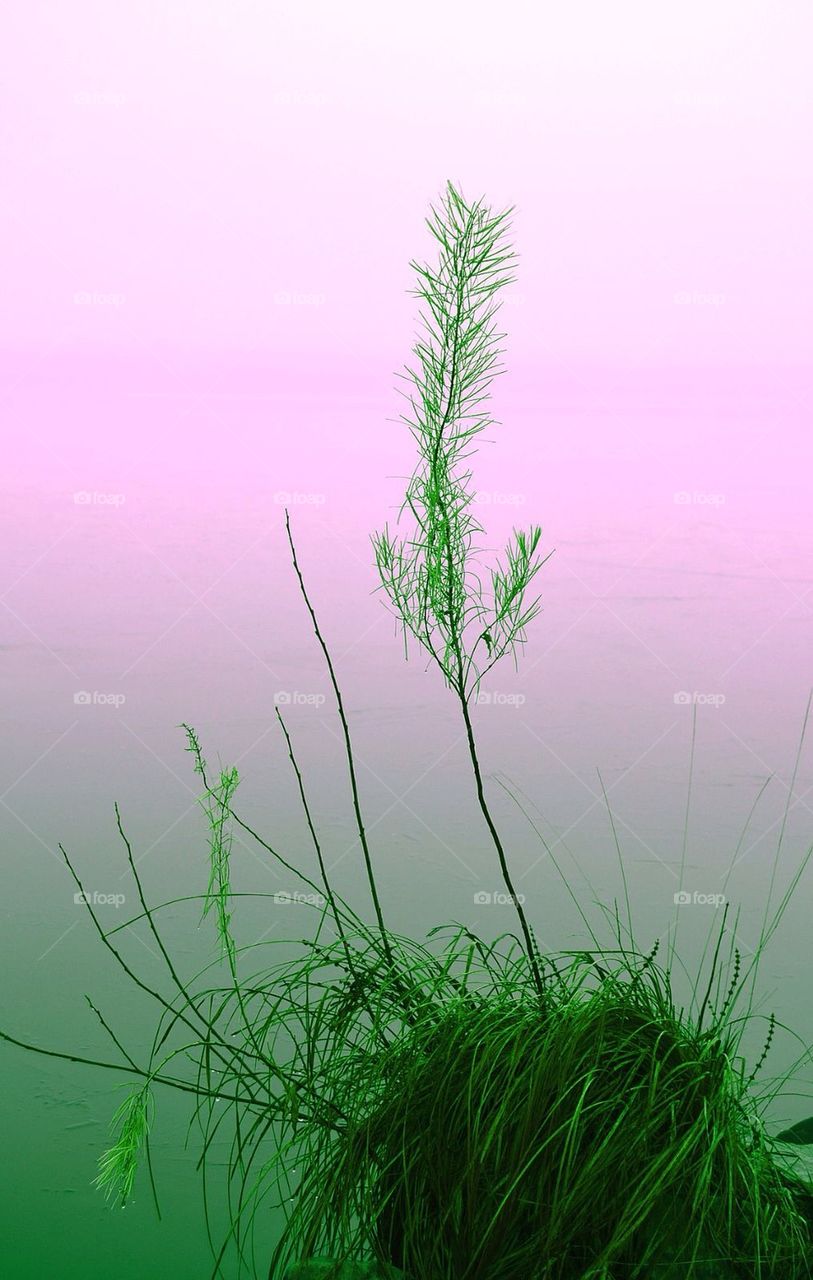 fog mist seaweed lake by anetteaventyr