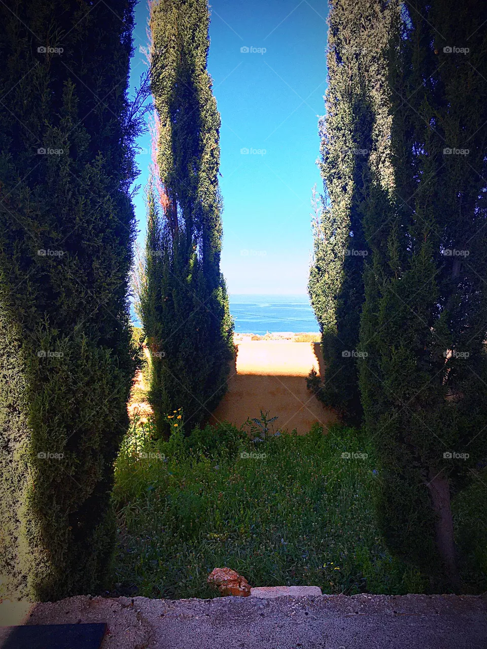 Tree & Sea