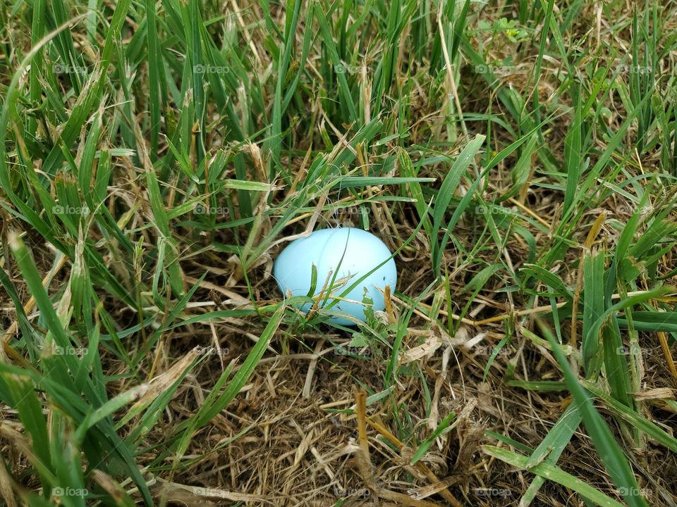 Baby blue Easter egg left behind in grass!