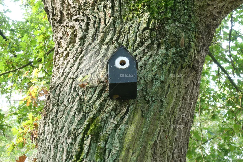 Vogelhaus am Eichenstamm