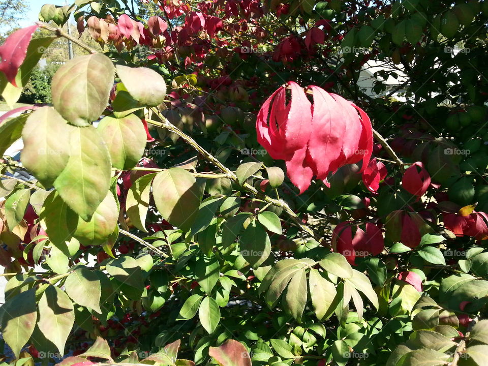 Leaf, Flower, Garden, Nature, No Person