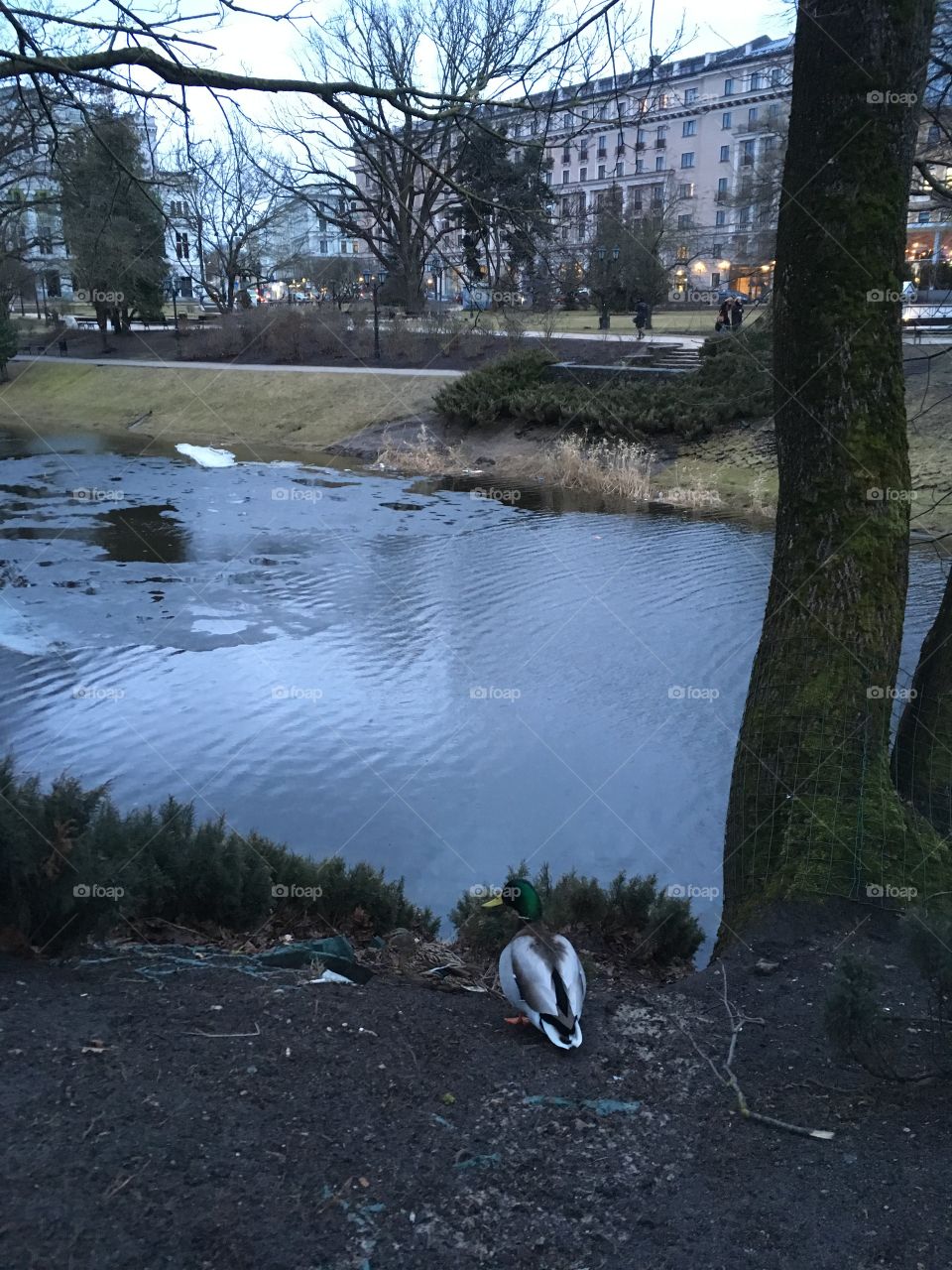 Evening park with ducks in Riga
