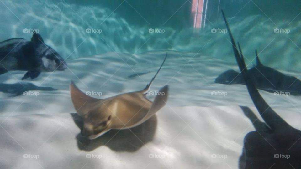 sting ray