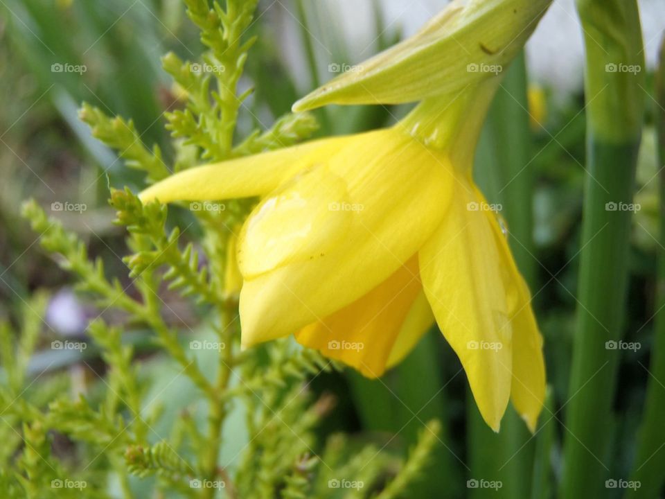 Spring and Easter nearby