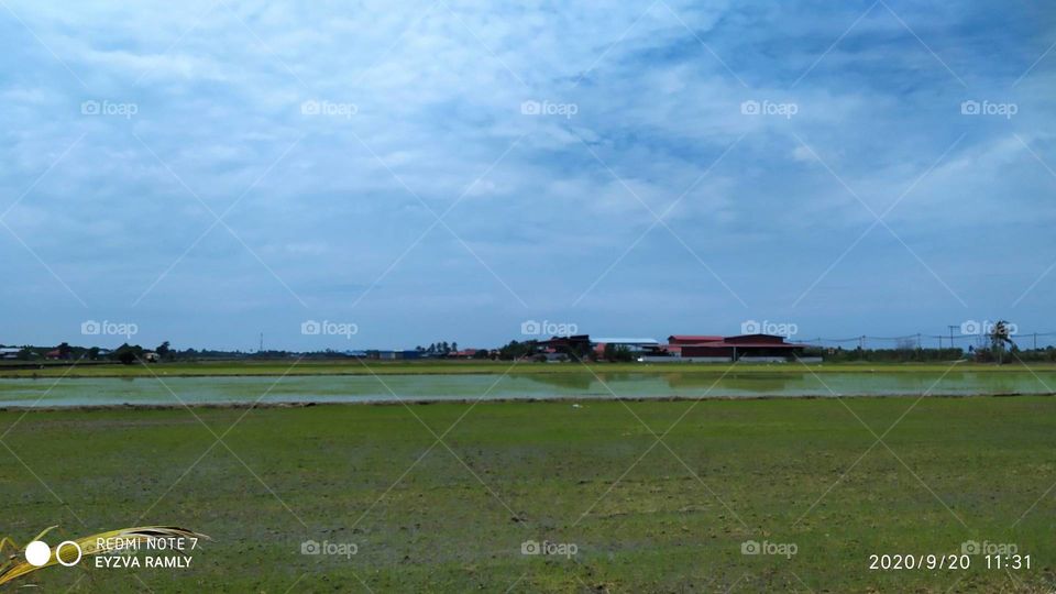 Paddy Fields