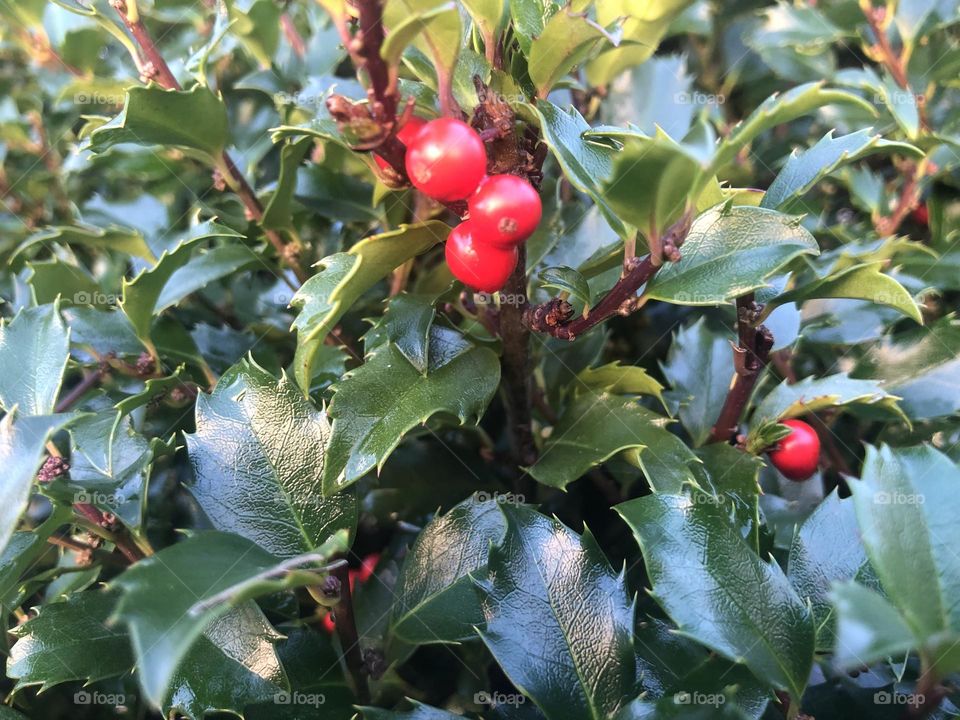 Christmas tree bush during winter
