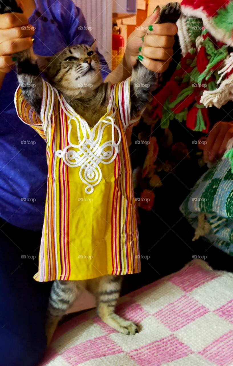 lovely cat , nice dress
