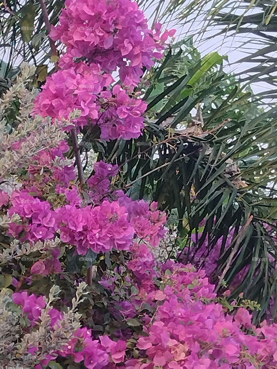 Primavera Brasileira