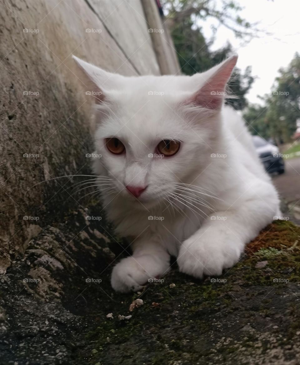 White cat next to concrete wall