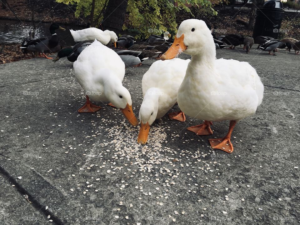 Trips to the local creek are a lot more fun with the ducks around. All of them are cute, but we do have our favorites. 