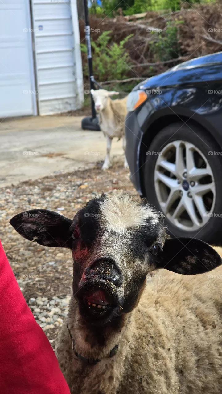 Whatcha doin?