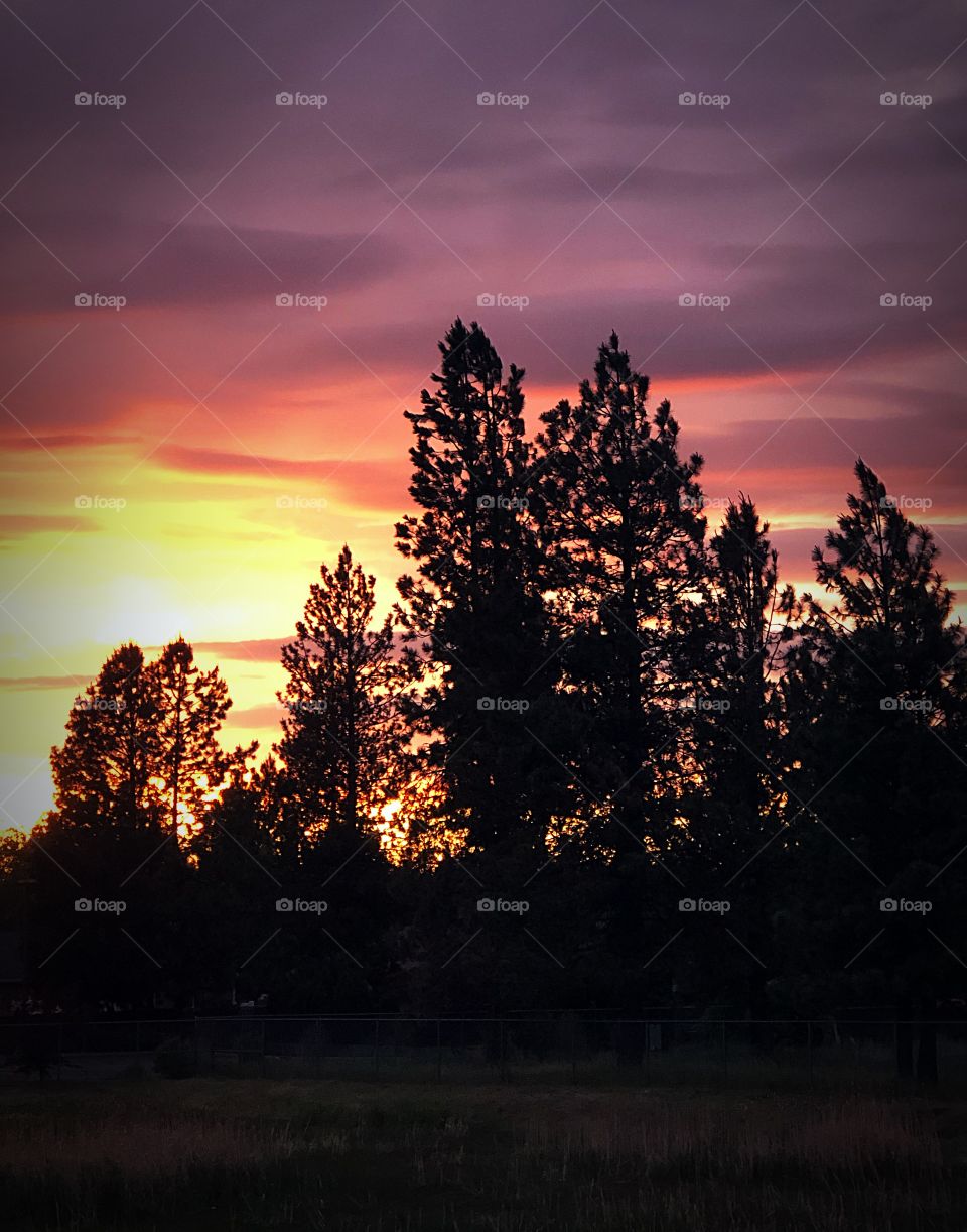 Sunset and pine trees