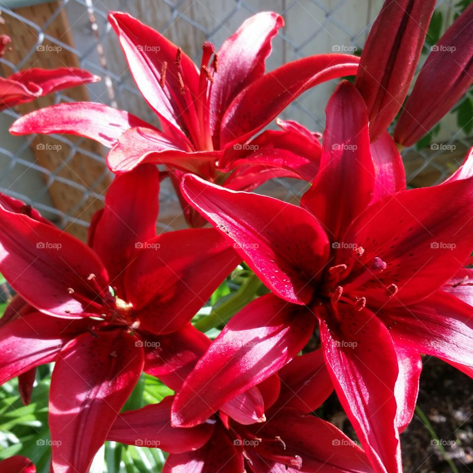 my Red Lillys