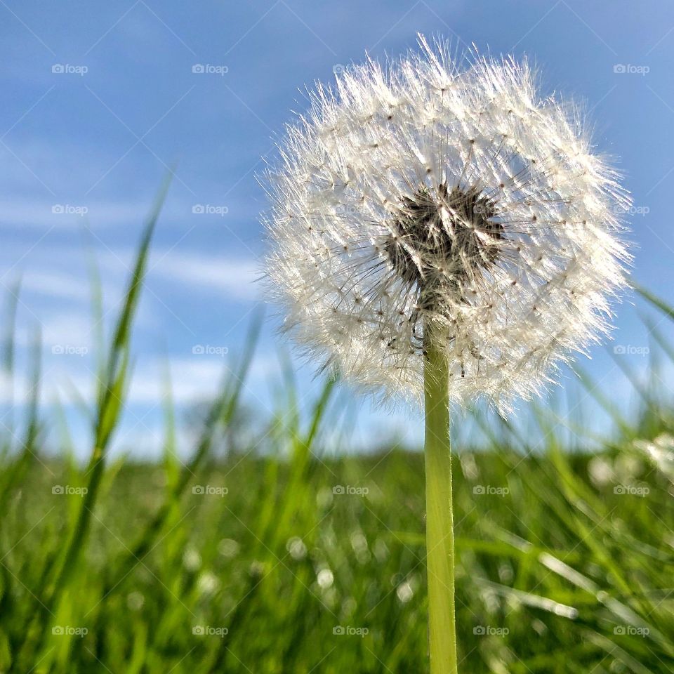 Dandelion 