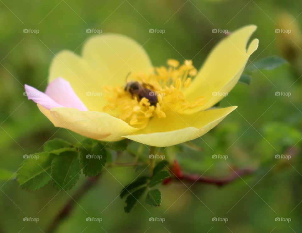 A yellow flower with a bee pollinating it.