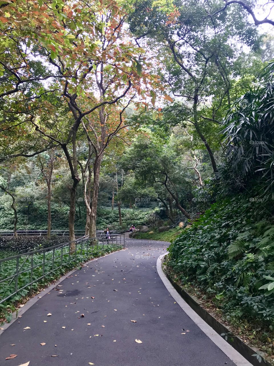 Path through lush gardens