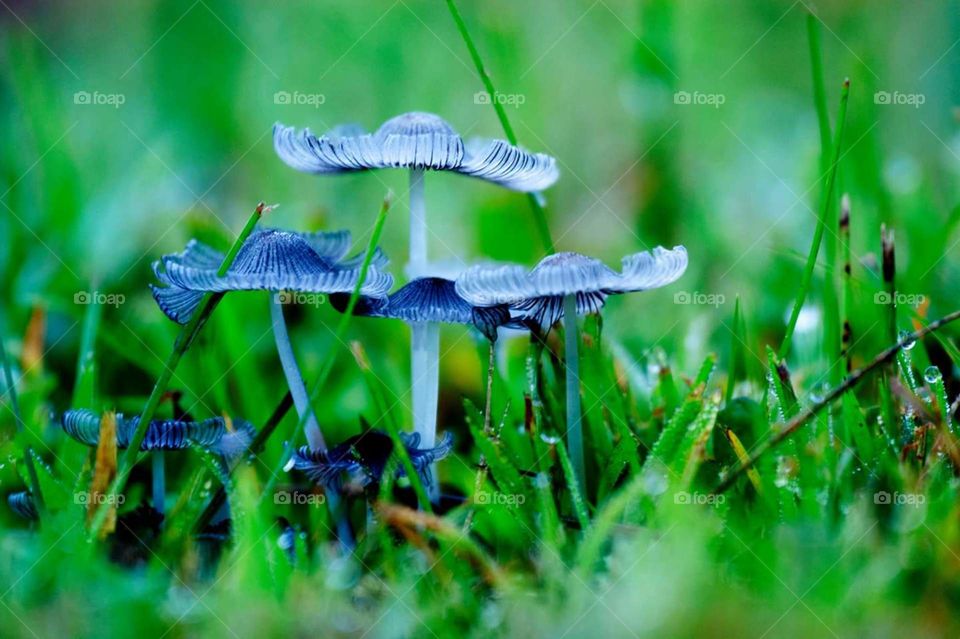 mushrooms