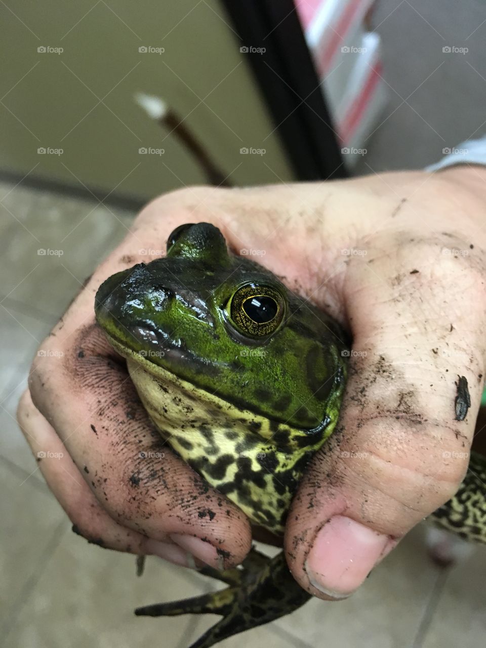 Bullfrog who got caught 