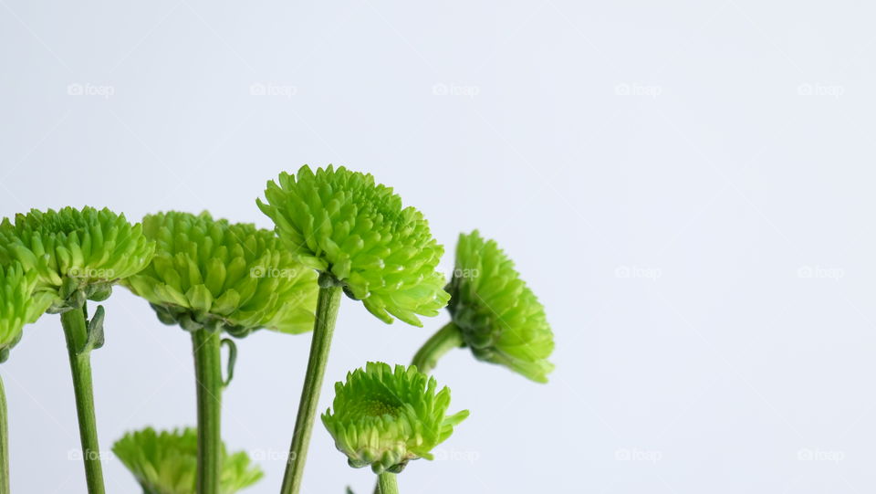 Green Chrysanthemum