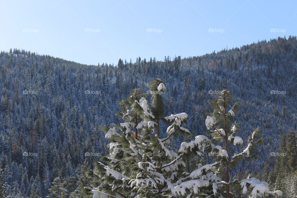 Close-up of frozen trees