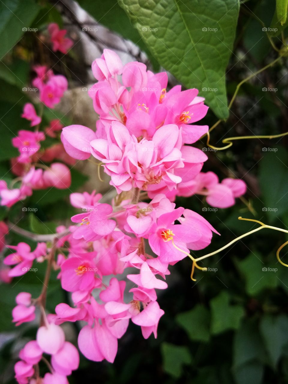 phra pink
flowerr
