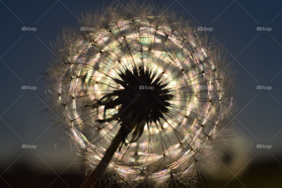 the sunlight coming through the dandelion makes a beautiful effect