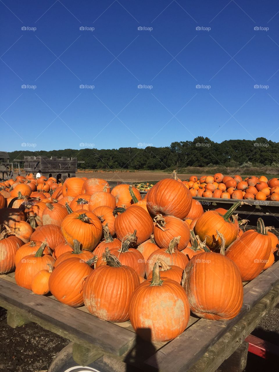 Harvested pumpkins in field